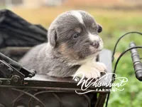 Bluie, a female Pembroke Welsh Corgi for sale in Nashville, AR – Photo 3 of 5