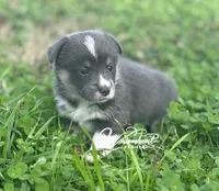 Bluie, a female Pembroke Welsh Corgi for sale in Nashville, AR – Photo 1 of 5