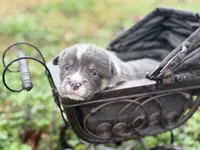 Bluie, a female Pembroke Welsh Corgi for sale in Nashville, AR – Photo 4 of 5