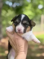 Black Tri female FLUFFY, a female Pembroke Welsh Corgi for sale in Nashville, AR – Photo 5 of 7