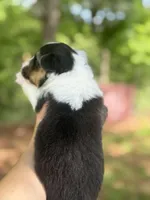 Black Tri female FLUFFY, a female Pembroke Welsh Corgi for sale in Nashville, AR – Photo 7 of 7