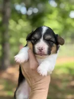 Black Tri female FLUFFY, a female Pembroke Welsh Corgi for sale in Nashville, AR – Photo 1 of 7