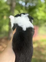 Black Tri female FLUFFY, a female Pembroke Welsh Corgi for sale in Nashville, AR – Photo 6 of 7