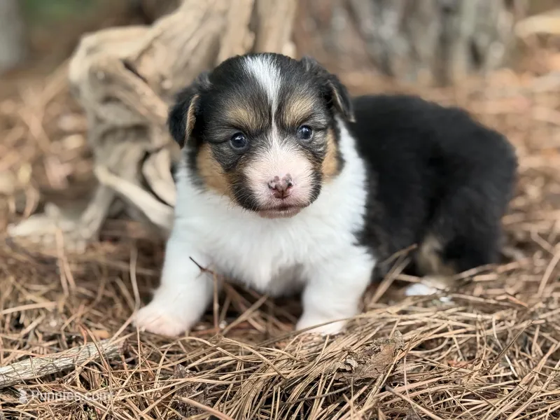Black Tri female FLUFFY – Pembroke Welsh Corgi puppy for sale in Nashville, AR
