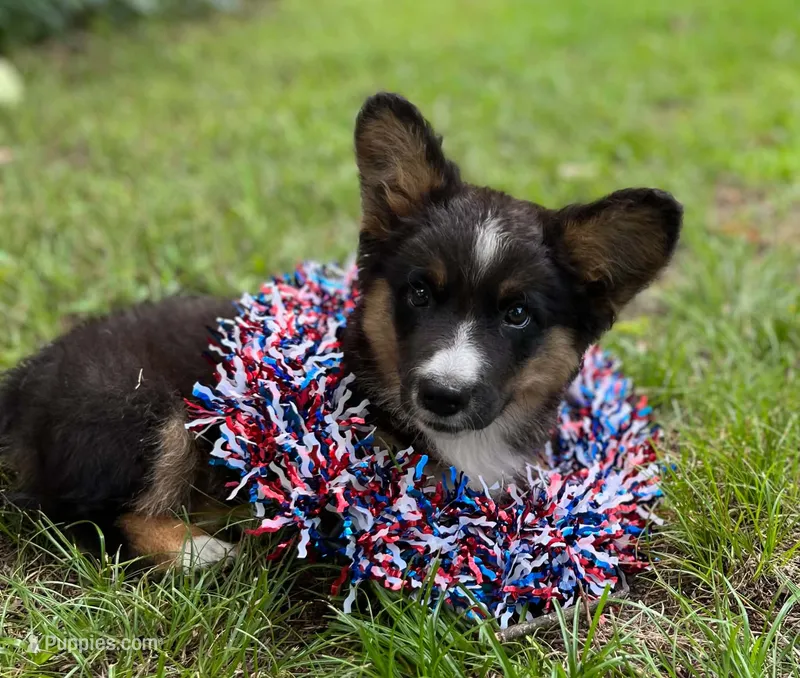 Dash- fluffy – Cardigan Welsh Corgi puppy for sale in Nashville, AR