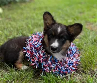 Dash- fluffy, a male Cardigan Welsh Corgi for sale in Nashville, AR – 1 of 10