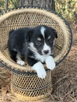 Missy, a female Cardigan Welsh Corgi and Pembroke Welsh Corgi for sale in Nashville, AR – 10 of 10