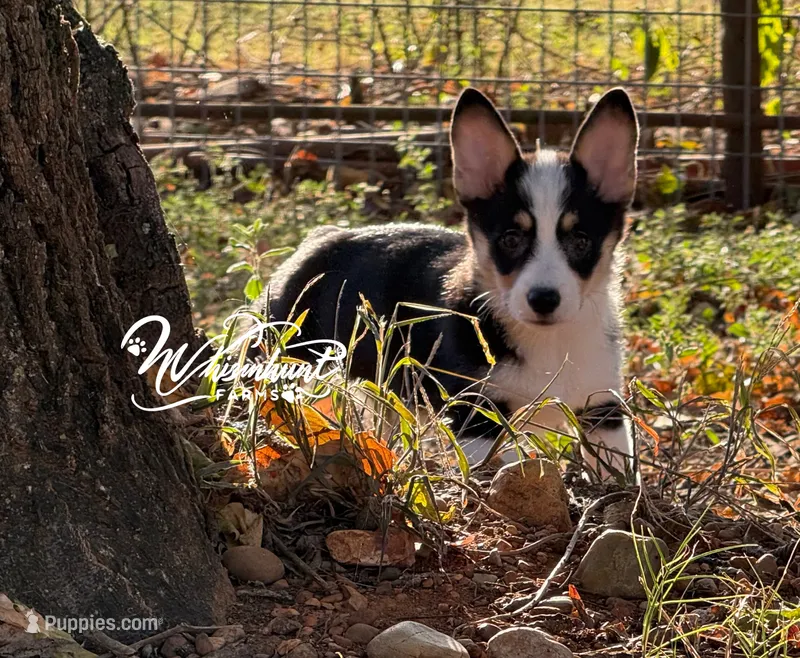 Betsy  – Cardigan Welsh Corgi, Pembroke Welsh Corgi puppy for sale in Nashville, AR