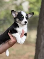 Betsy , a female Cardigan Welsh Corgi and Pembroke Welsh Corgi for sale in Nashville, AR – 2 of 10