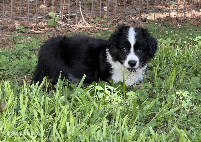Ace- Fluffy – Cardigan Welsh Corgi puppy for sale in Nashville, AR
