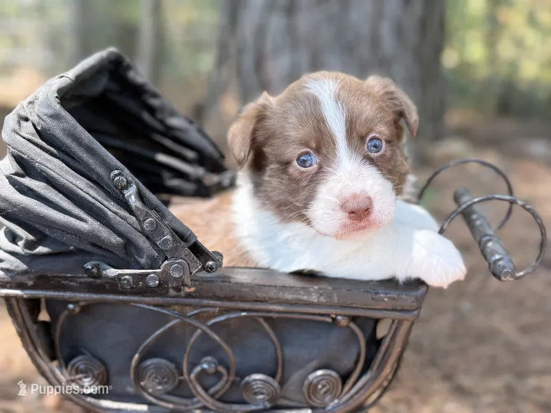 Liver Girl – Cardigan Welsh Corgi, Pembroke Welsh Corgi puppy for sale in Nashville, AR