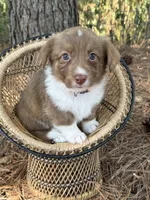 Live brindle , a male Cardigan Welsh Corgi and Pembroke Welsh Corgi for sale in Nashville, AR – 10 of 10