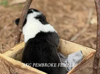 Black Tri female, a female Pembroke Welsh Corgi for sale in Nashville, AR – Photo 2 of 3