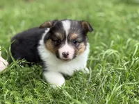 FULL FLUFF TC , a female Pembroke Welsh Corgi for sale in Nashville, AR – 4 of 6