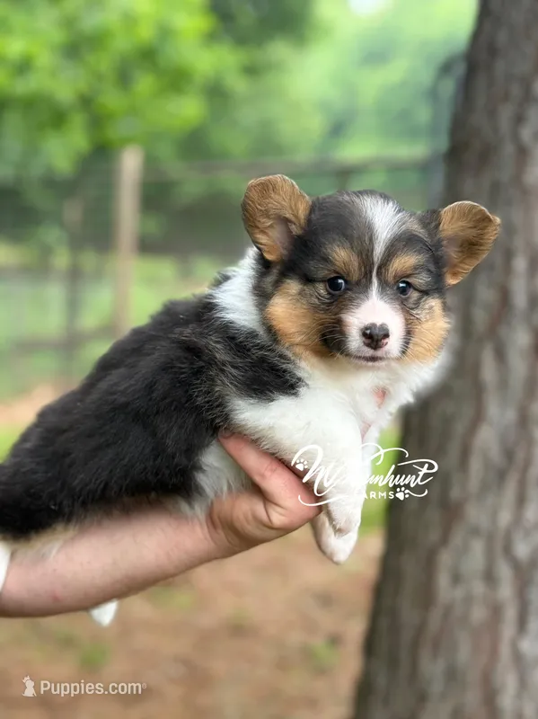 FULL FLUFF TC  – Pembroke Welsh Corgi puppy for sale in Nashville, AR