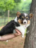 FULL FLUFF TC , a female Pembroke Welsh Corgi for sale in Nashville, AR – 1 of 6