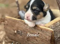 Black Tri female, a female Pembroke Welsh Corgi for sale in Nashville, AR – Photo 3 of 3