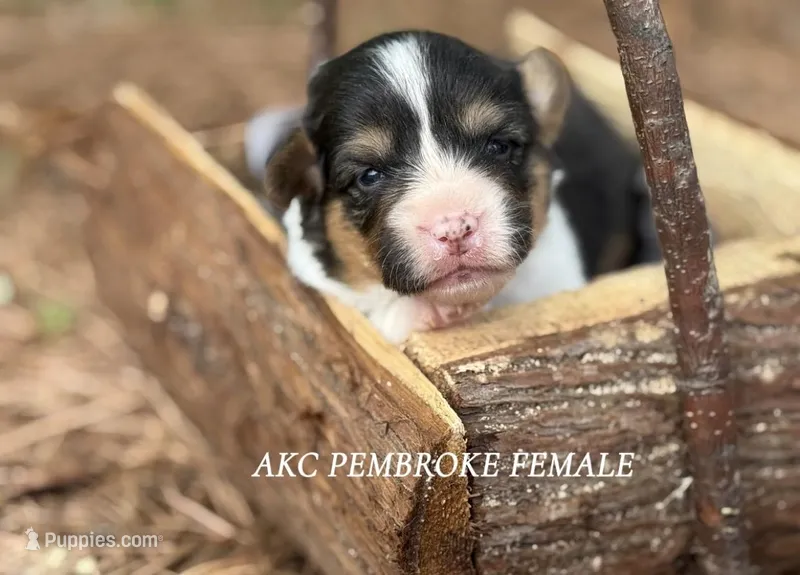 Black Tri female – Pembroke Welsh Corgi puppy for sale in Nashville, AR