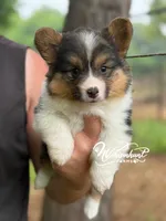 FULL FLUFF TC , a female Pembroke Welsh Corgi for sale in Nashville, AR – 2 of 6