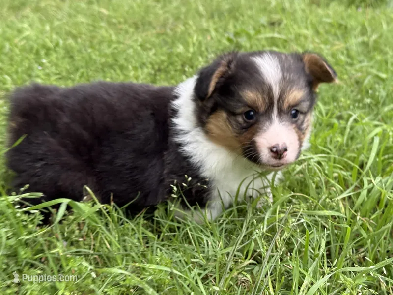 Black Tri female – Pembroke Welsh Corgi puppy for sale in Nashville, AR