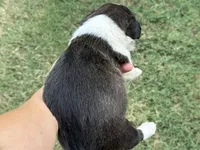 Brindle girl , a female Cardigan Welsh Corgi and Pembroke Welsh Corgi for sale in Nashville, AR – 3 of 3