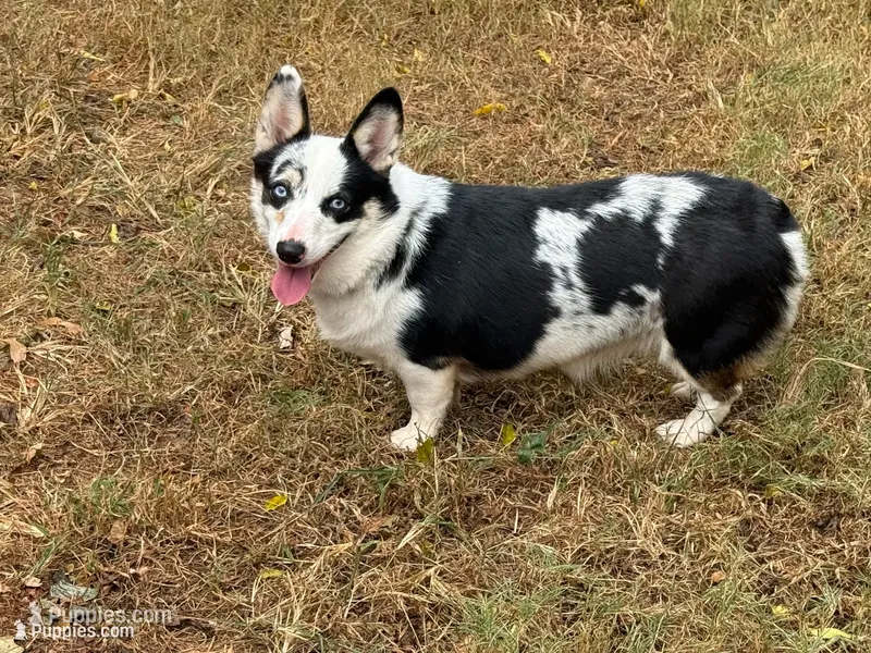 Elsa – Cardigan Welsh Corgi, Pembroke Welsh Corgi puppy for sale in Nashville, AR