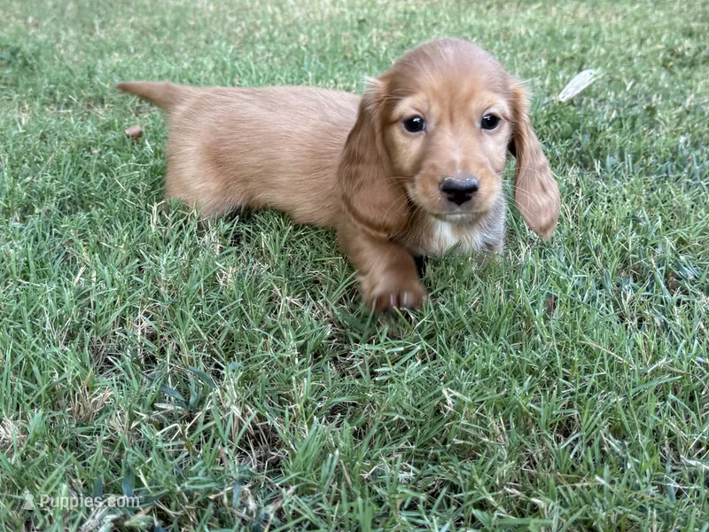 Dark cream  – Miniature Dachshund puppy for sale in Nashville, AR