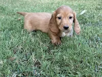 Dark cream , a male Miniature Dachshund for sale in Nashville, AR – 2 of 8