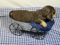 Choc girl AKC, a female Miniature Dachshund for sale in Nashville, AR – 8 of 8