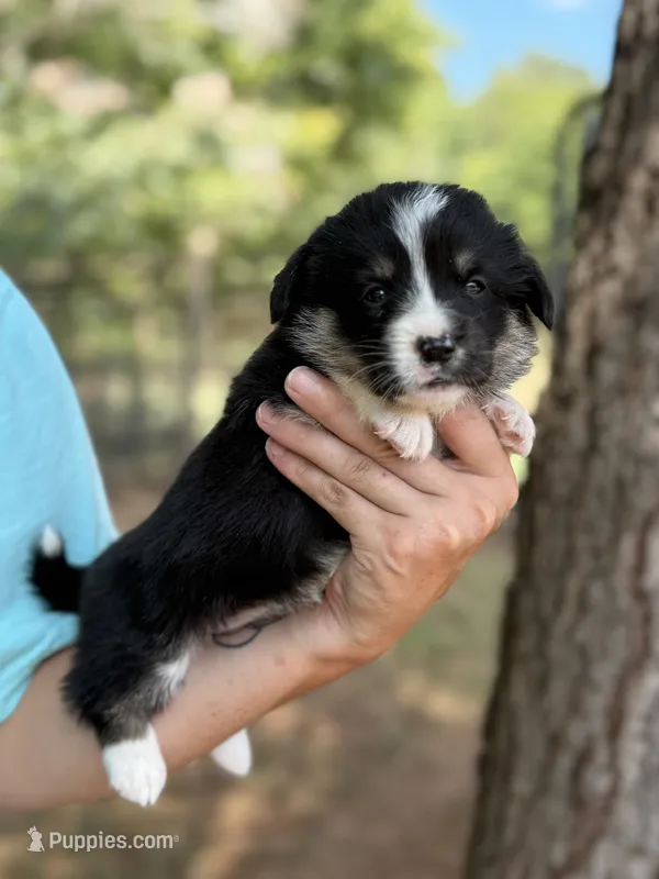 Full tail  – Cardigan Welsh Corgi, Pembroke Welsh Corgi puppy for sale in Nashville, AR