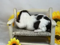 Chocolate piebald, a female Miniature Dachshund for sale in Nashville, AR – 2 of 4