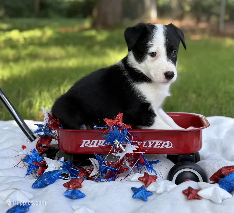 Patch – Border Collie puppy for sale in Nashville, AR