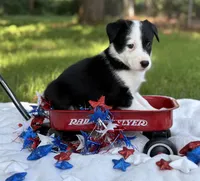 Patch, a male Border Collie for sale in Nashville, AR – 1 of 3