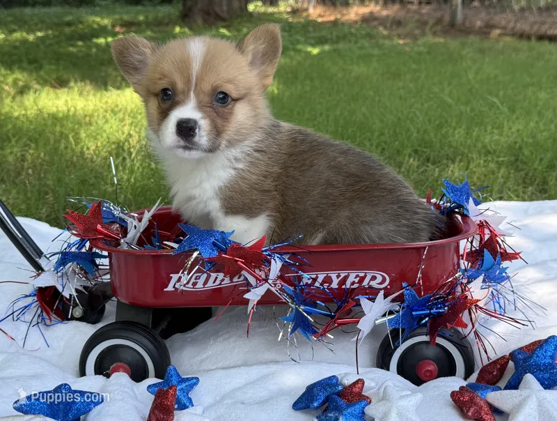 TC Boy  – Pembroke Welsh Corgi puppy for sale in Nashville, AR