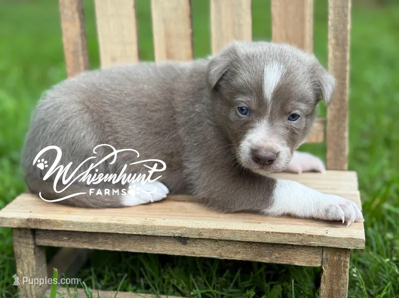 Smooth lilac 2 – Border Collie puppy for sale in Nashville, AR