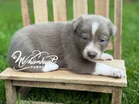 Smooth lilac 2, a male Border Collie for sale in Nashville, AR – 1 of 3