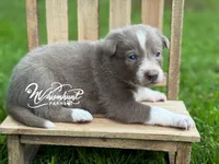 Smooth lilac 2, a male Border Collie for sale in Nashville, AR – 2 of 3