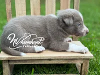 Smooth lilac 2, a male Border Collie for sale in Nashville, AR – 3 of 3
