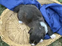 Brindle fluff , a male Cardigan Welsh Corgi and Pembroke Welsh Corgi for sale in Nashville, AR – 4 of 4