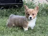 TC Boy , a male Pembroke Welsh Corgi for sale in Nashville, AR – 7 of 10