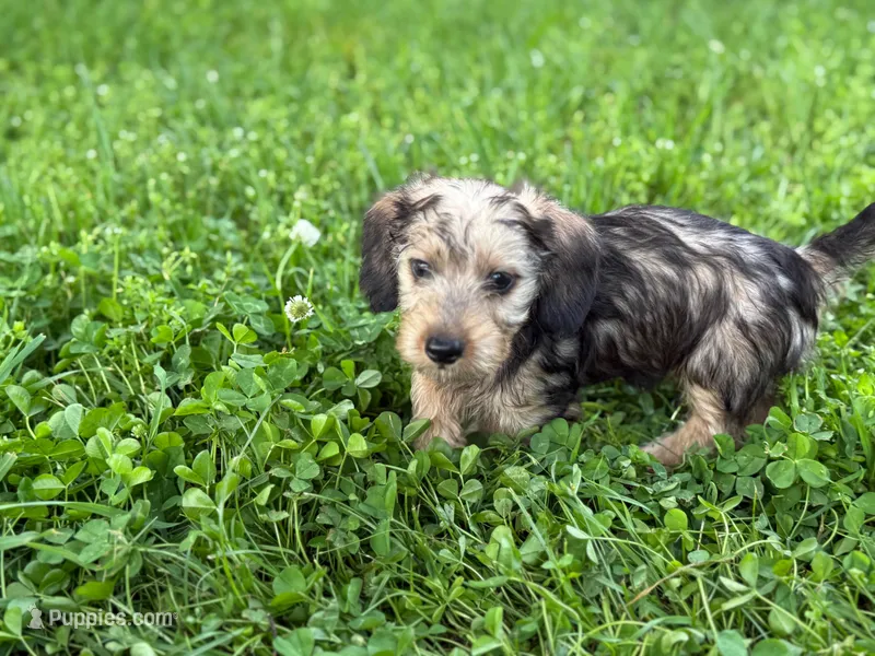 Red wire hair – Miniature Dachshund puppy for sale in Nashville, AR