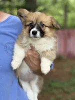 Fluff Full AKC, a female Pembroke Welsh Corgi for sale in Nashville, AR – 9 of 10