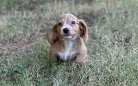 Dark cream - Blaze, a male Miniature Dachshund for sale in Nashville, AR – 6 of 8