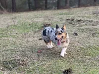 Sofia, a female Cardigan Welsh Corgi and Pembroke Welsh Corgi for sale in Nashville, AR – 4 of 4