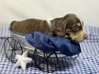 Choc n cream Boy AKC, a male Miniature Dachshund for sale in Nashville, AR – 4 of 8