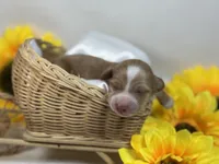 Red/cream dapple , a male Miniature Dachshund for sale in Nashville, AR – 2 of 4