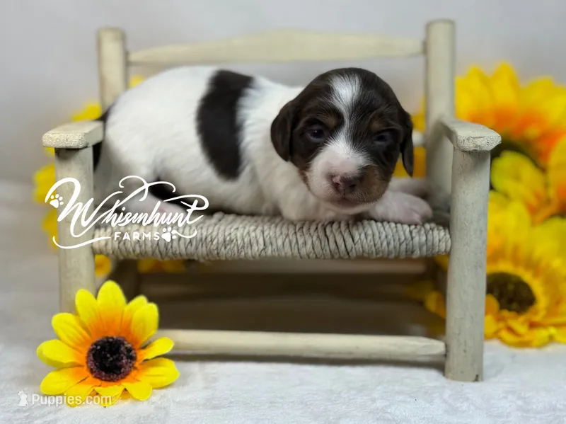 Chocolate piebald – Miniature Dachshund puppy for sale in Nashville, AR
