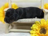 Black long hair- AKC, a female Miniature Dachshund for sale in Nashville, AR – 3 of 3