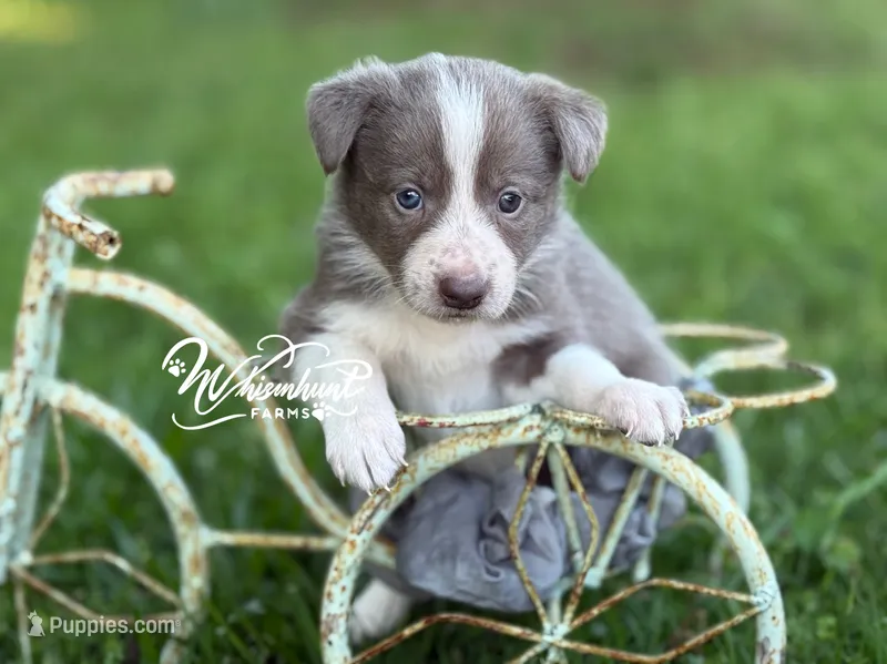 Smooth Lilac G – Border Collie puppy for sale in Nashville, AR
