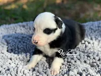 Spook, a male Border Collie for sale in Nashville, AR – Photo 3 of 3